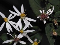 Schreber's Wood Aster